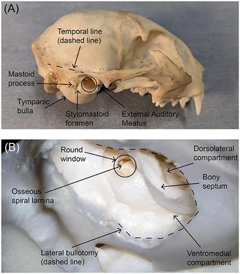 Development of a feline model for preclinical research of a new translabyrinthine auditory nerve implant